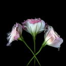 Eustoma Grandiflorum